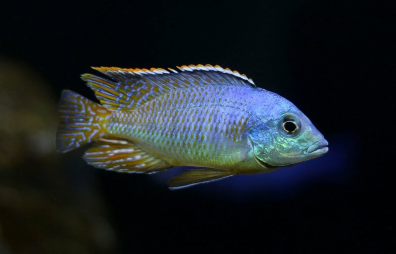 Otopharynx sp. 'spots' Sani